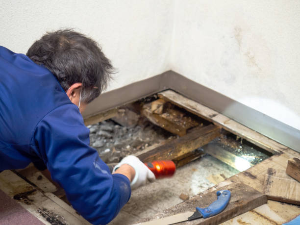Best Basement Mold Remediation in Nanuet, NY
