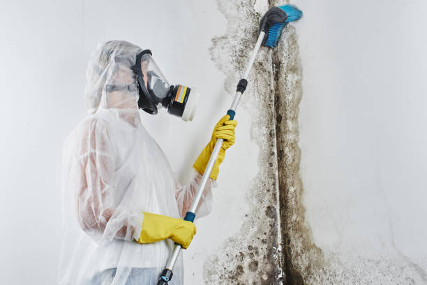 Best Commercial Mold Remediation in Nanuet, NY