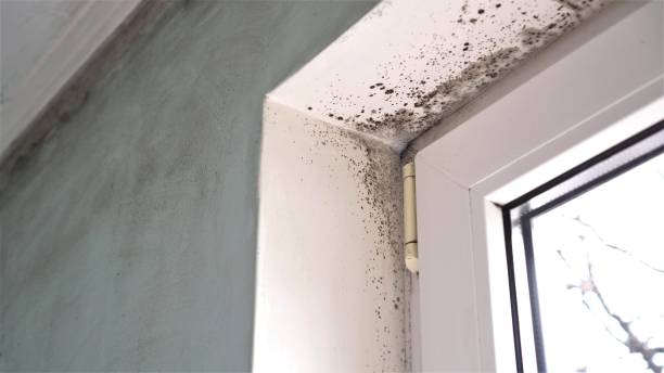 Trusted Nanuet, NY Mold Remediation Experts