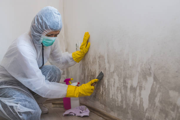 Best Black Mold Remediation in Nanuet, NY