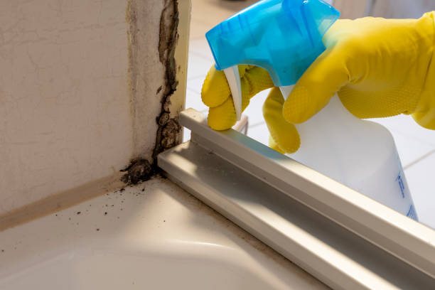 Best Emergency Mold Remediation in Nanuet, NY