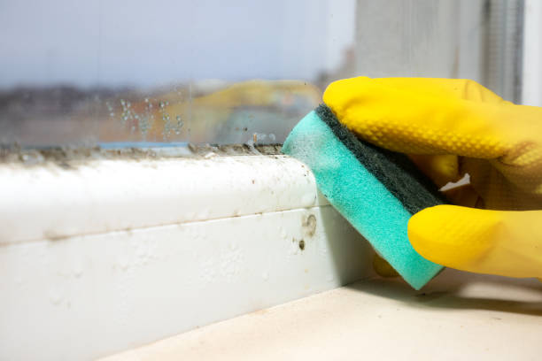Best Attic Mold Remediation in Nanuet, NY