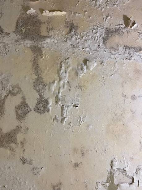 Best Health and Safety Mold Remediation in Nanuet, NY