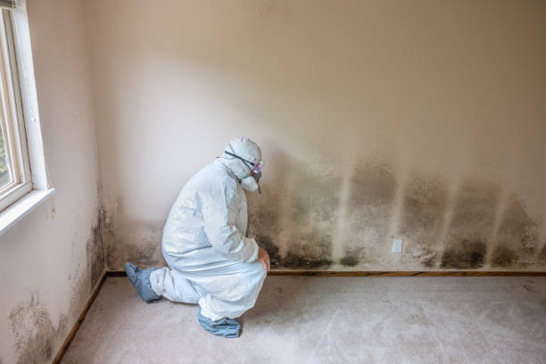 Best White Mold Remediation in Nanuet, NY