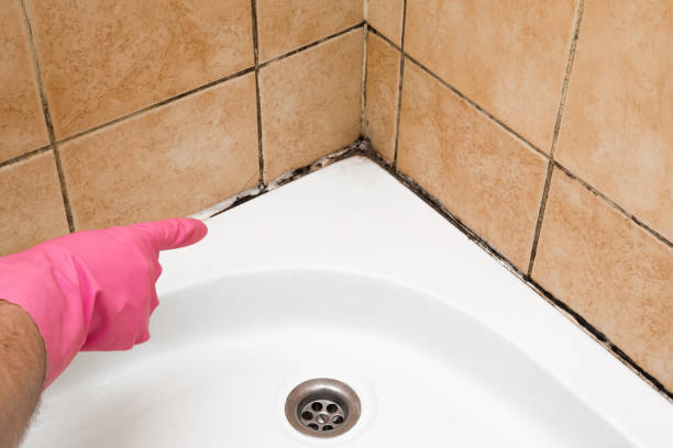 Best Mold Remediation for Specific Building Types in Nanuet, NY